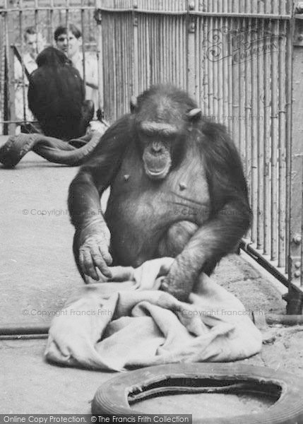 Photo of Chessington, Zoo, Chimpanzees c.1965