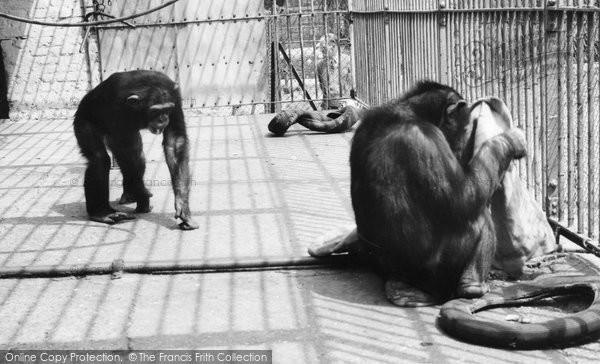 Photo of Chessington, Zoo, Chimpanzees c.1965
