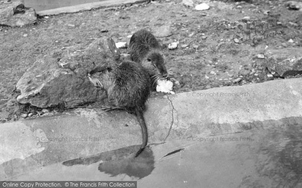 Photo of Chessington, Zoo, Coypu 1951