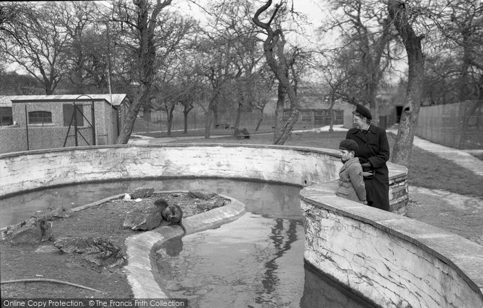 Photo of Chessington, Zoo, Coypu 1951