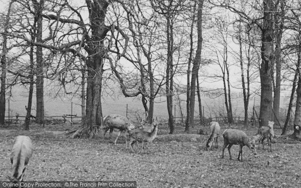 Photo of Chessington, Zoo, Deer c.1951