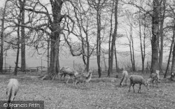 Zoo, Deer c.1951, Chessington