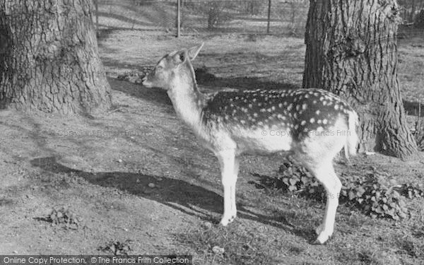 Photo of Chessington, Zoo, Deer c.1955