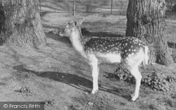 Zoo, Deer c.1955, Chessington