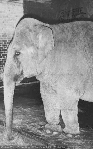 Photo of Chessington, Zoo, Elephant c.1955