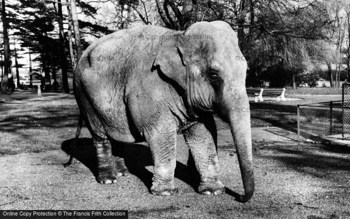 Photo of Chessington, Zoo, Elephant c.1960