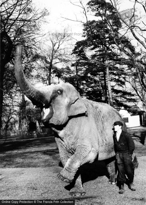 Photo of Chessington, Zoo, Elephant c.1960