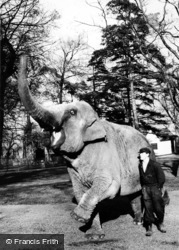 Zoo, Elephant c.1960, Chessington