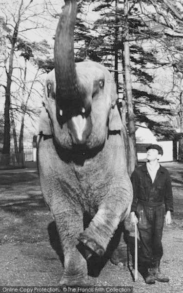 Photo of Chessington, Zoo, Elephant c.1960