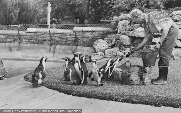 Photo of Chessington, Zoo, Feeding The Penguins c.1965