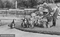 Zoo, Feeding The Penguins c.1965, Chessington