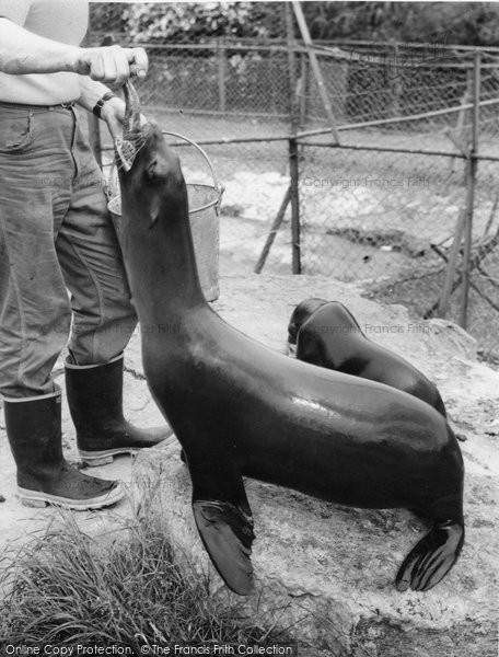 Photo of Chessington, Zoo, Feeding The Sea Lions c.1965