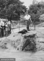 Zoo, Feeding The Sea Lions c.1965, Chessington