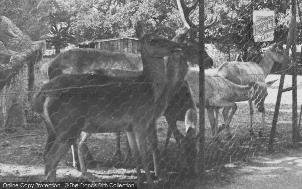 Photo of Chessington, Zoo, Formosan Deer c.1952