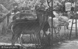Zoo, Formosan Deer c.1952, Chessington