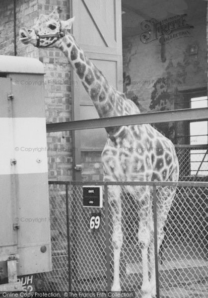 Photo of Chessington, Zoo, Giraffe c.1965