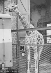 Zoo, Giraffe c.1965, Chessington