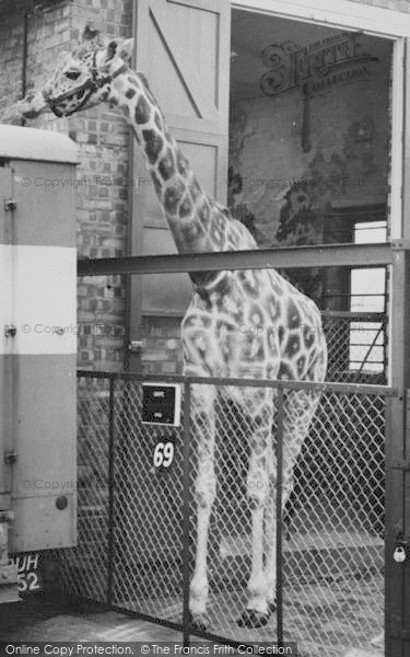 Photo of Chessington, Zoo, Giraffe c.1965