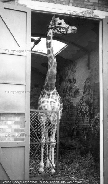 Photo of Chessington, Zoo, Giraffe c.1965