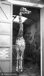 Zoo, Giraffe c.1965, Chessington