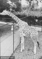 Zoo,"Happy" The Giraffe c.1965, Chessington