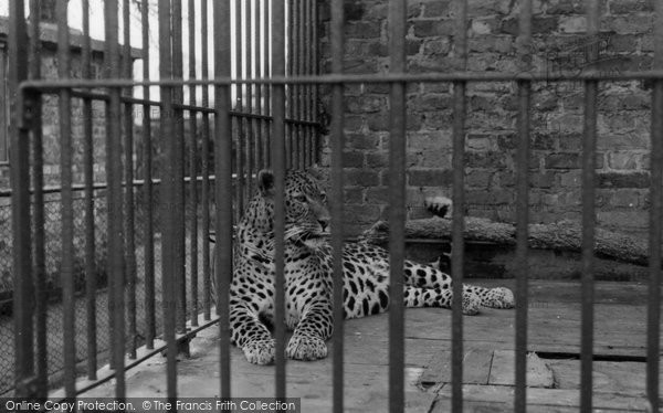 Photo of Chessington, Zoo, Leopard 1951