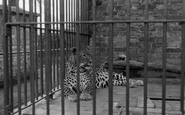 Zoo, Leopard 1951, Chessington