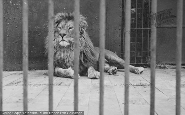 Photo of Chessington, Zoo, Lion c.1951
