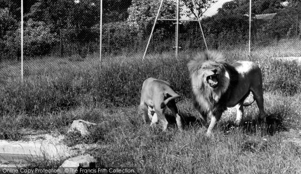 Photo of Chessington, Zoo, Lion c.1965