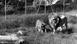 Zoo, Lion c.1965, Chessington