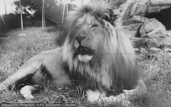 Photo of Chessington, Zoo, Lion c.1965