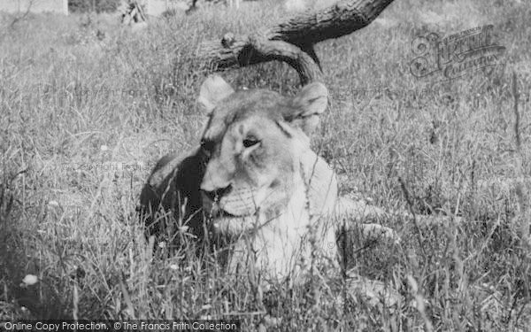 Photo of Chessington, Zoo, Lion c.1965