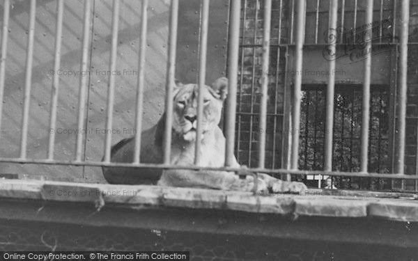 Photo of Chessington, Zoo, Lioness c.1952