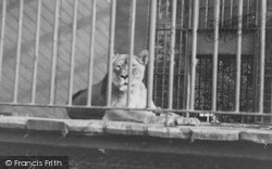 Zoo, Lioness c.1952, Chessington