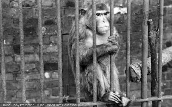 Photo of Chessington, Zoo, Monkey c.1951