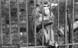 Zoo, Monkey c.1951, Chessington