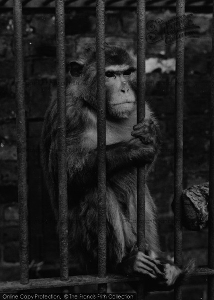 Photo of Chessington, Zoo, Monkey c.1951
