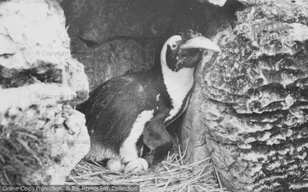 Photo of Chessington, Zoo, Nesting Penguin c.1965