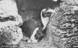 Zoo, Nesting Penguin c.1965, Chessington