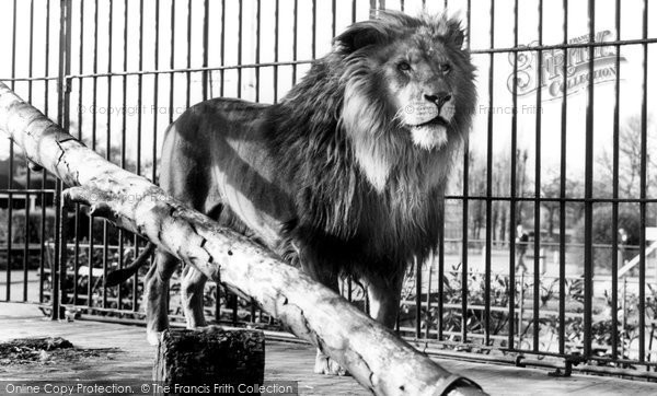 Photo of Chessington, Zoo, One Of The Lions c.1965