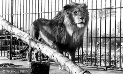 Zoo, One Of The Lions c.1965, Chessington