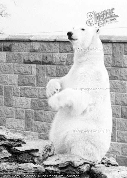 Photo of Chessington, Zoo, One Of The Polar Bears c.1965