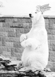 Zoo, One Of The Polar Bears c.1965, Chessington