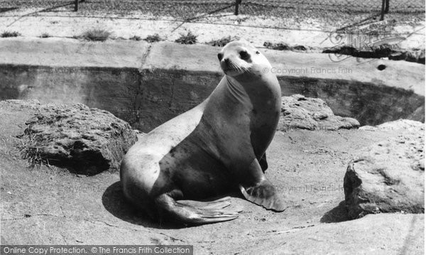 Photo of Chessington, Zoo, One Of The Sea Lions c.1965