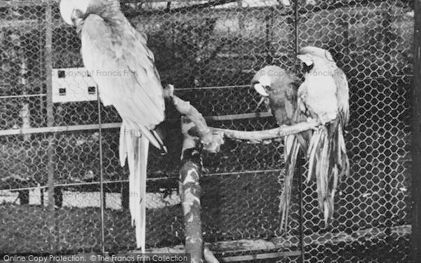 Photo of Chessington, Zoo, Parrots c.1960