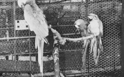 Zoo, Parrots c.1960, Chessington