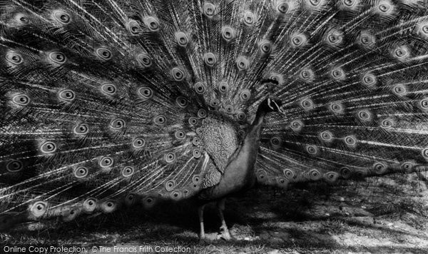 Photo of Chessington, Zoo, Peacock c.1965