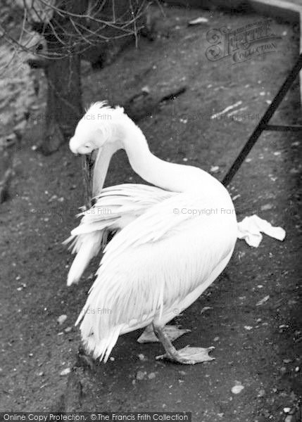 Photo of Chessington, Zoo, Pelican 1951