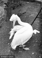 Zoo, Pelican 1951, Chessington