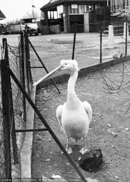Photo of Chessington, Zoo, Pelican c.1951